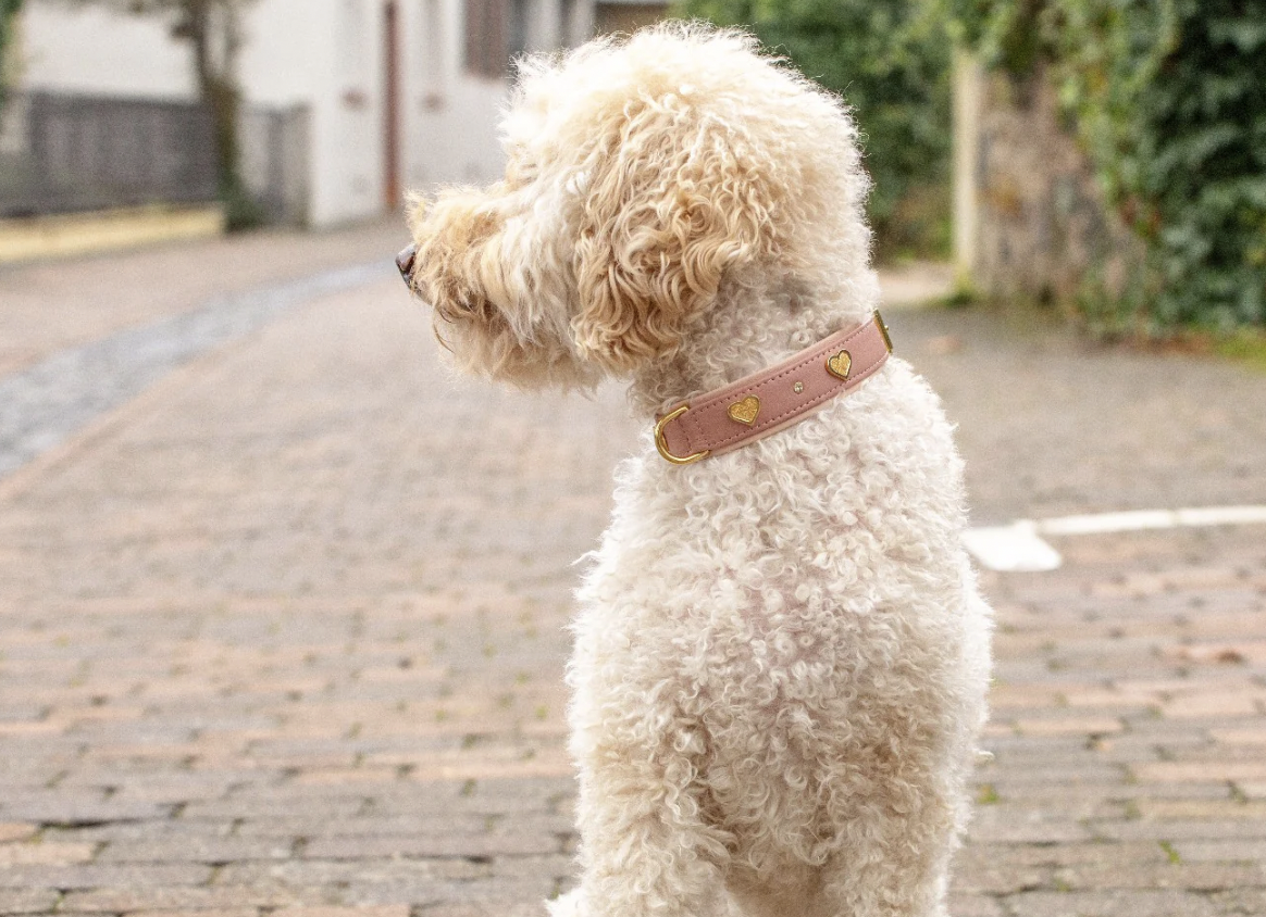 Obojek Ciao Mamma starorůžová/zlaté kování