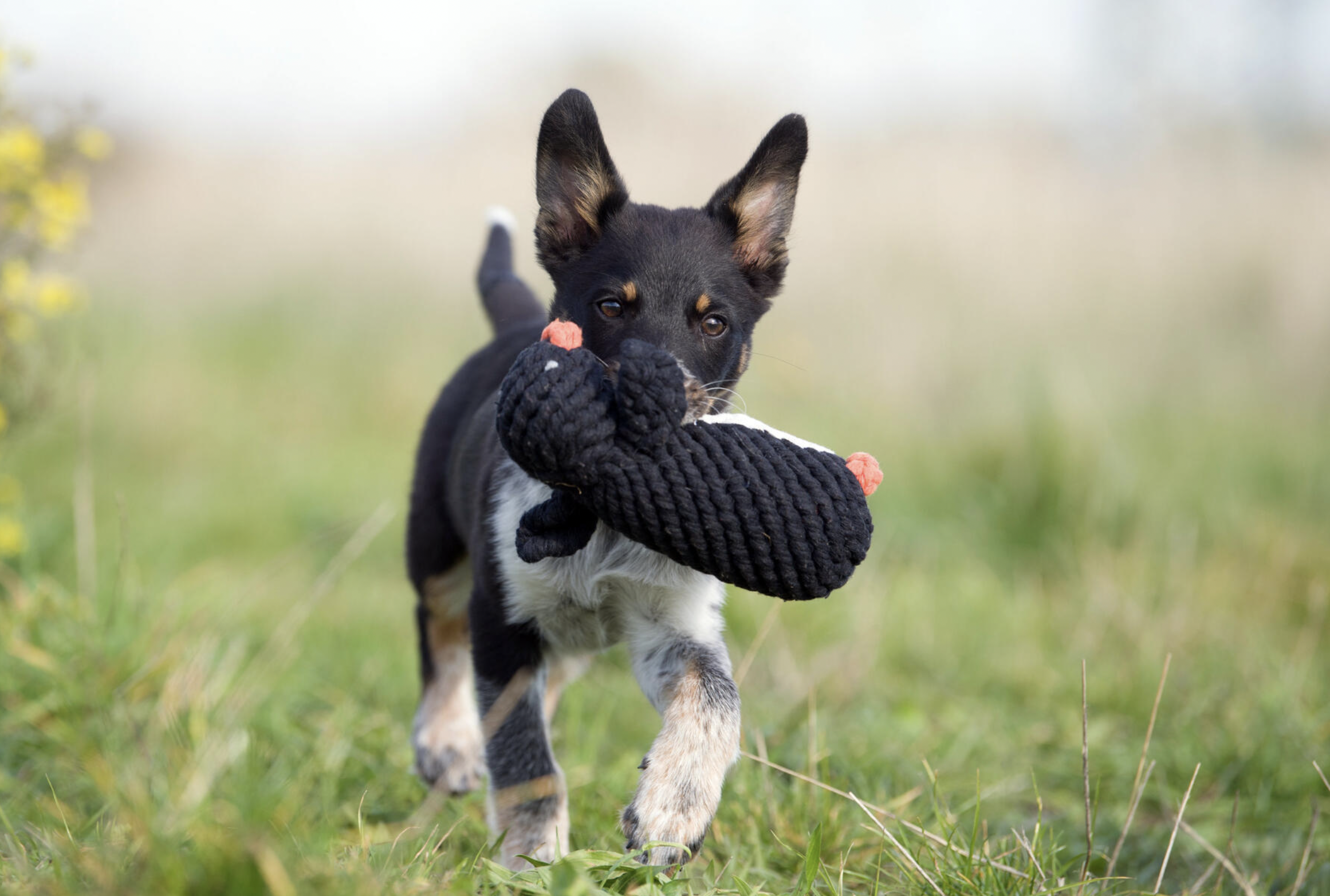 Hračka pro psy LABONI tučňák Poldi