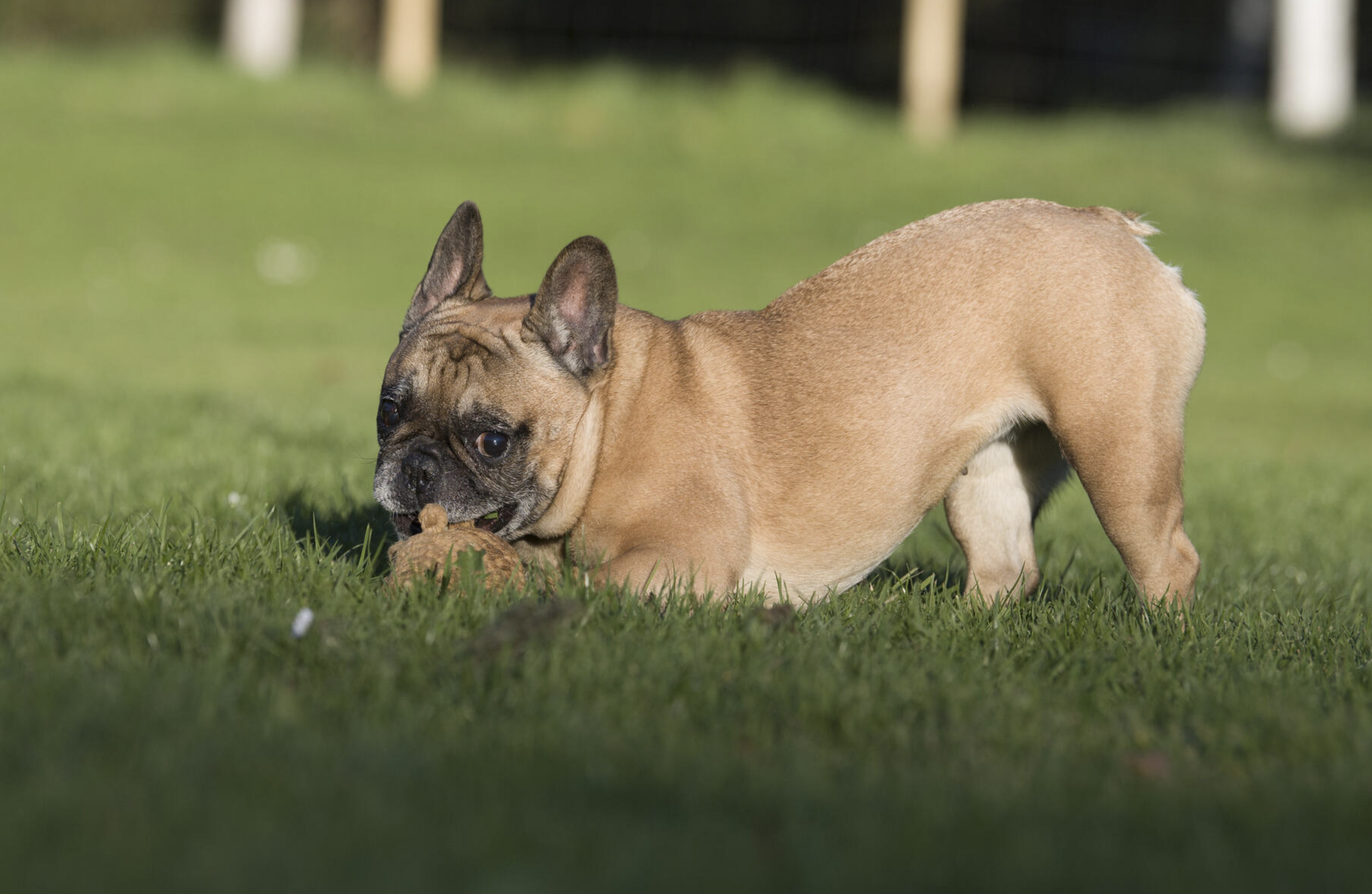 Hračka pro psy LABONI veverka Eddie
