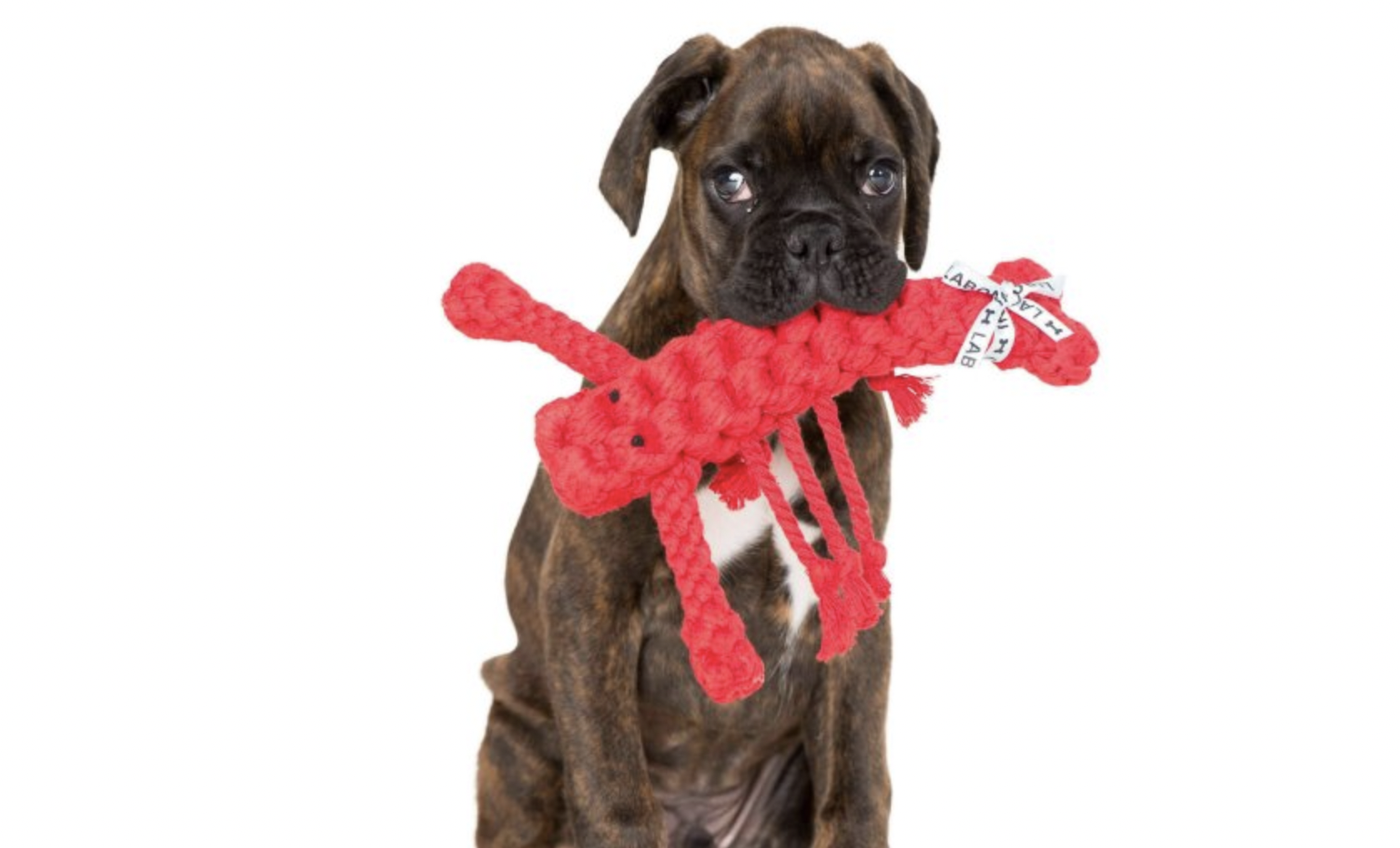 Hračka pro psy LABONI humr Hugo