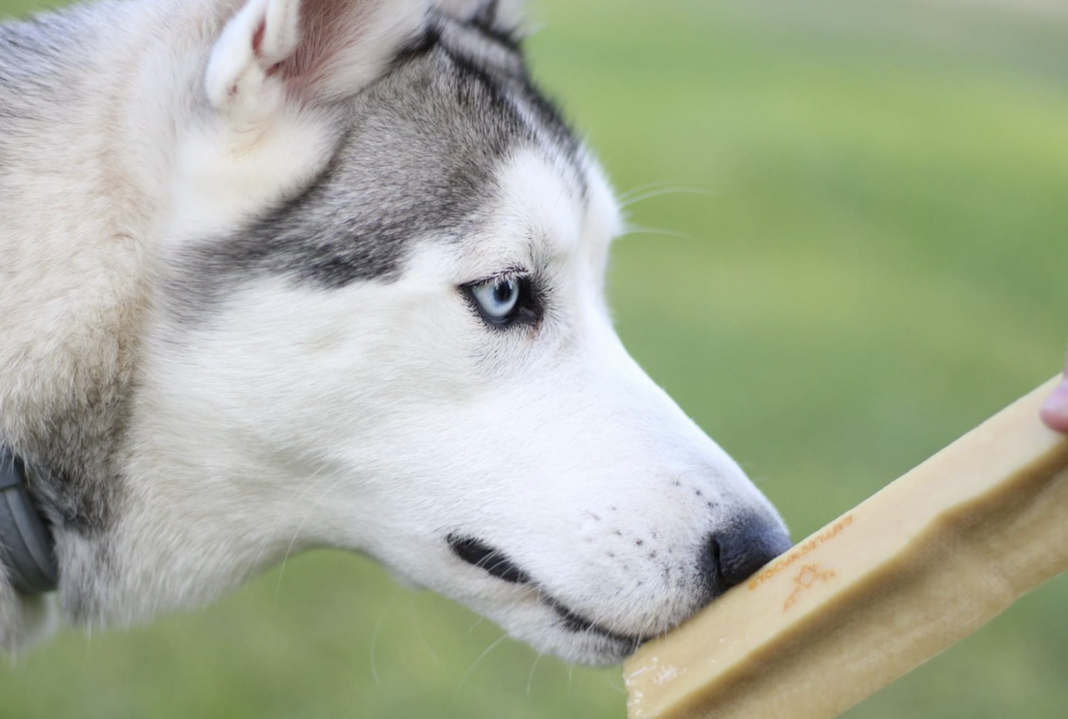 Sýrová žvýkací tyčinka pro psy - dentální pamlsek