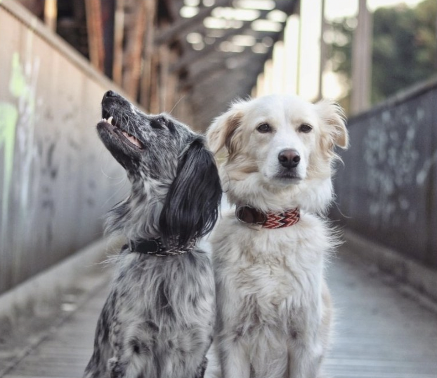 Obojek Buddys Peruvian červený