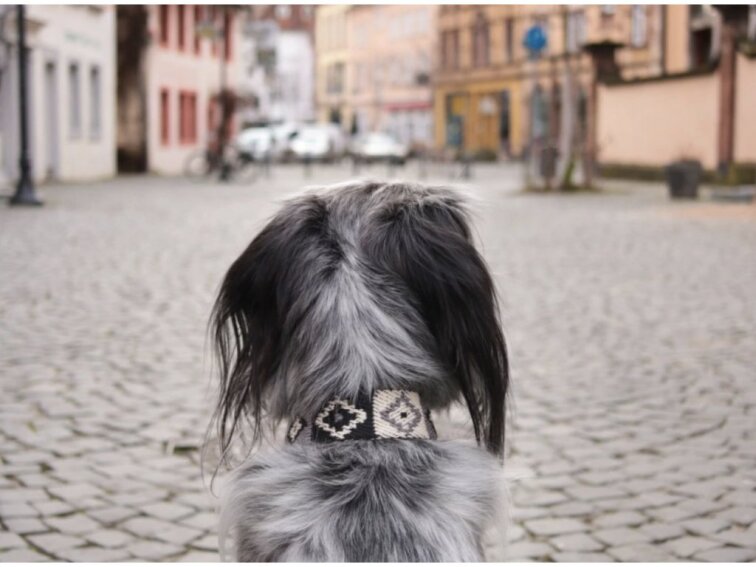 Obojek Buddys Peruvian Indian černý