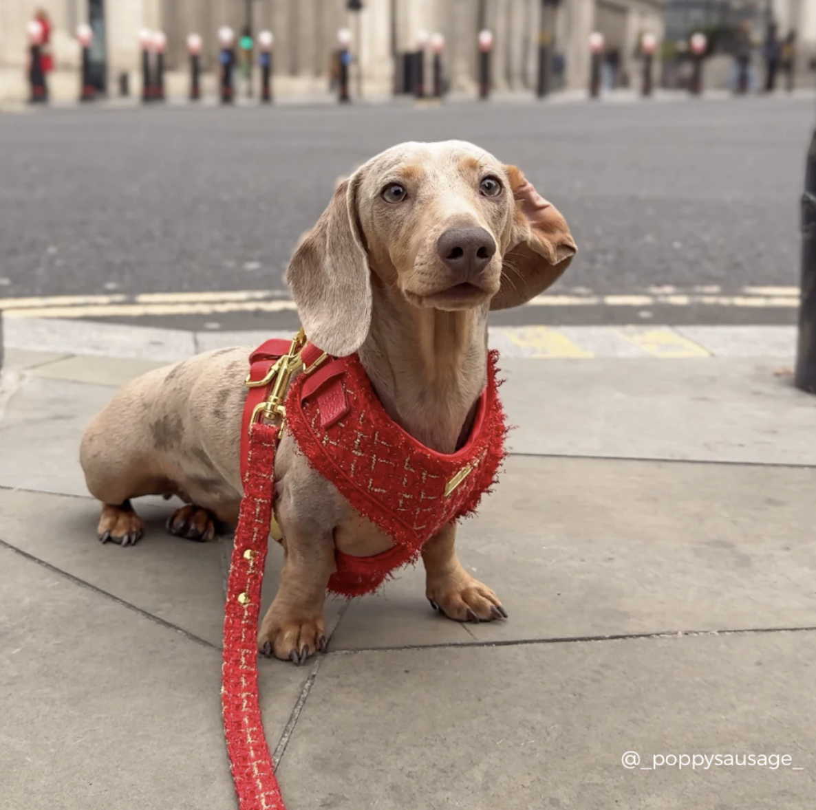 !!!Vodítko Cocopup - Tweed Red