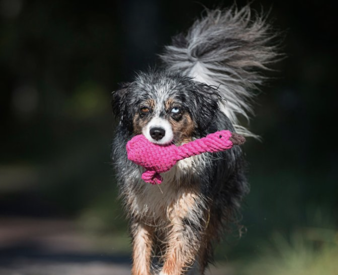 Hračka pro psy LABONI plameňák Franzi