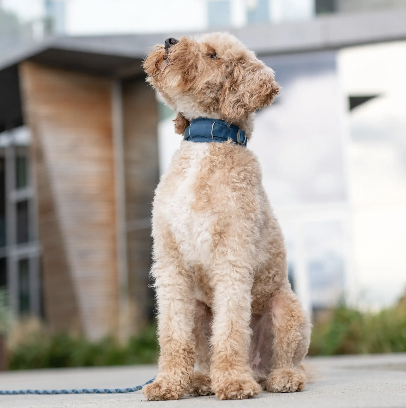 !!!Obojek DOG Copenhagen Urban explorer béžový