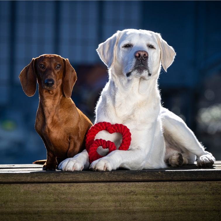 Hračka pro psy LABONI srdce červené