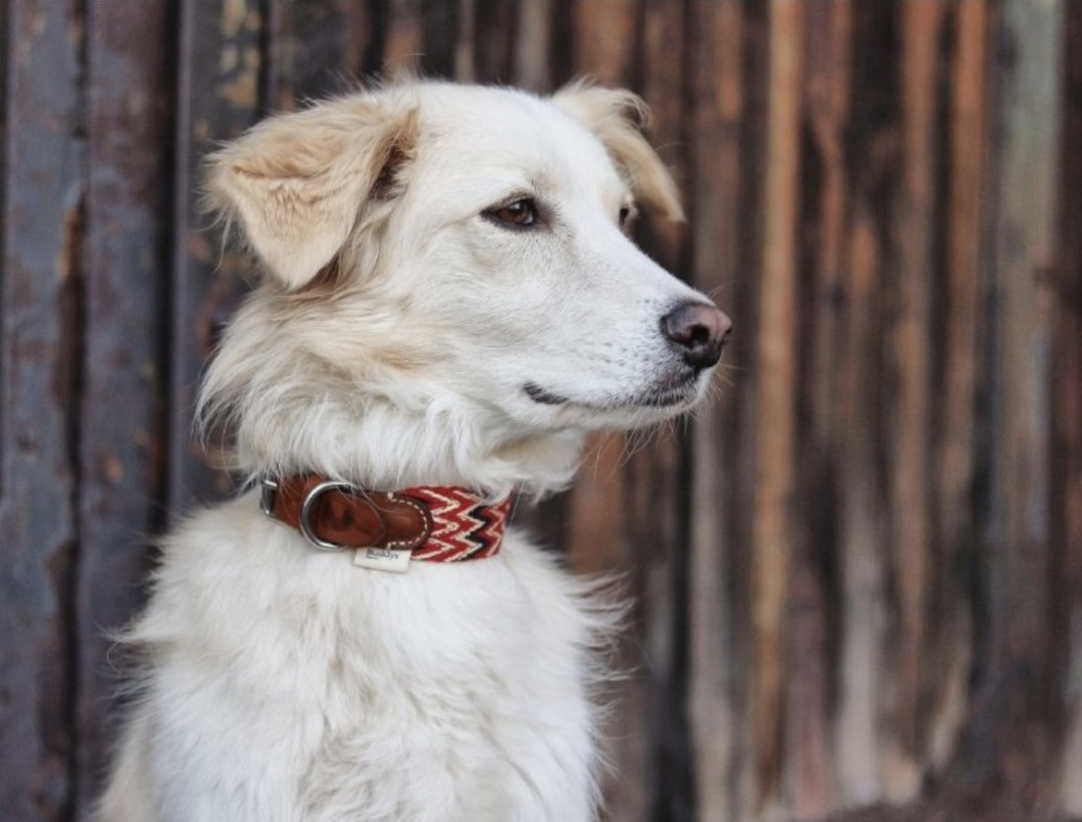 Obojek Buddys Peruvian červený