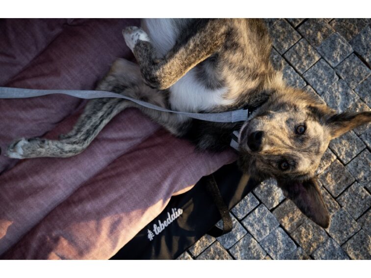 Cestovní pelíšek Lebeddie Mobedo růžová