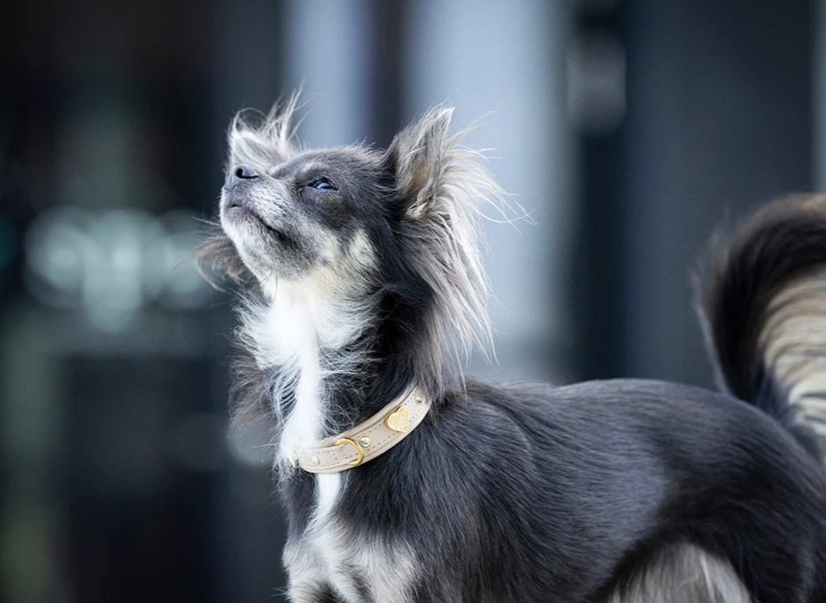 Obojek Ciao Mamma béžová/zlaté kování