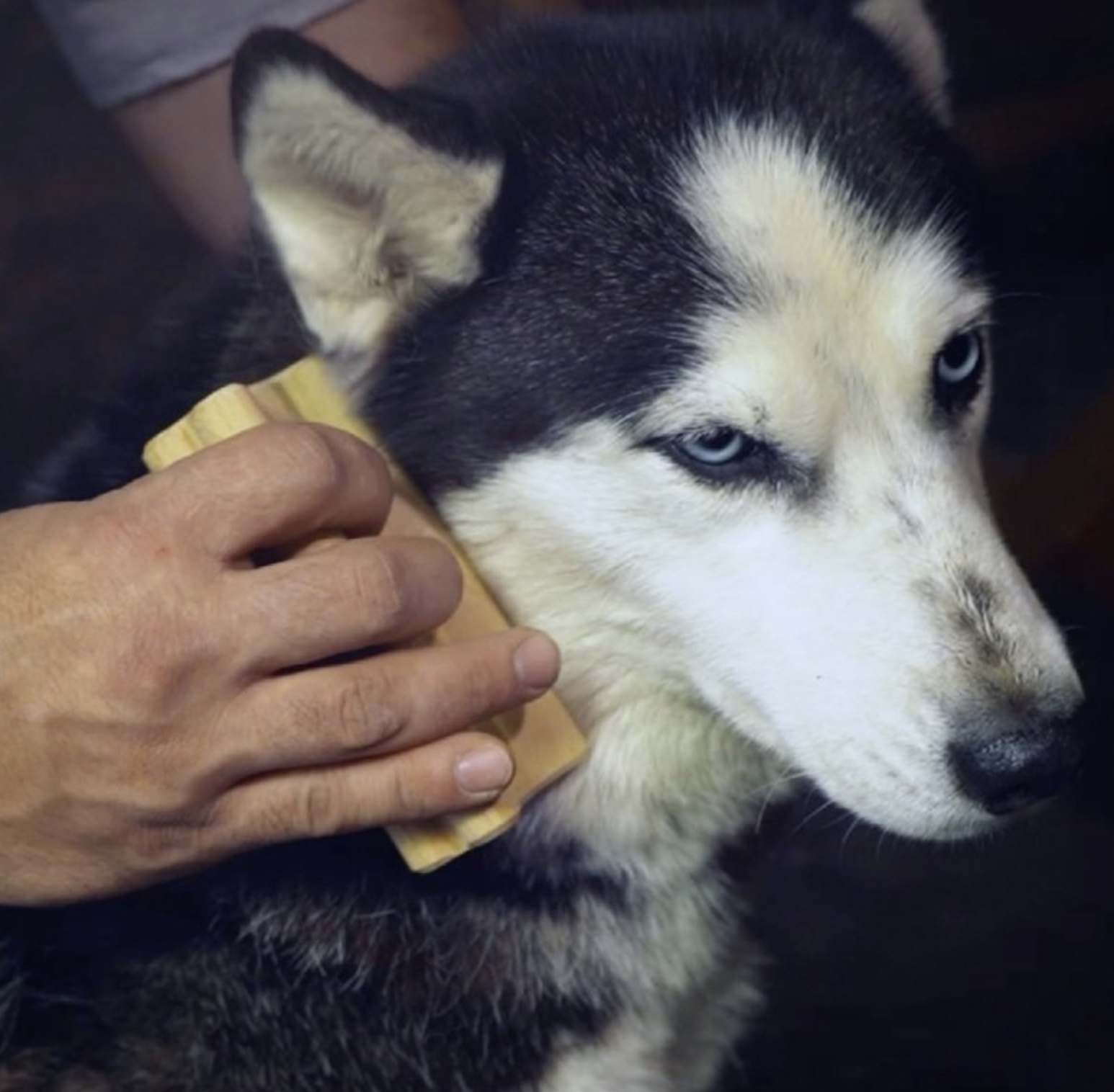 !!!Zooro Grooming Tool pomůcka pro vyčesání krátké srsti malých psů, koček a králíků