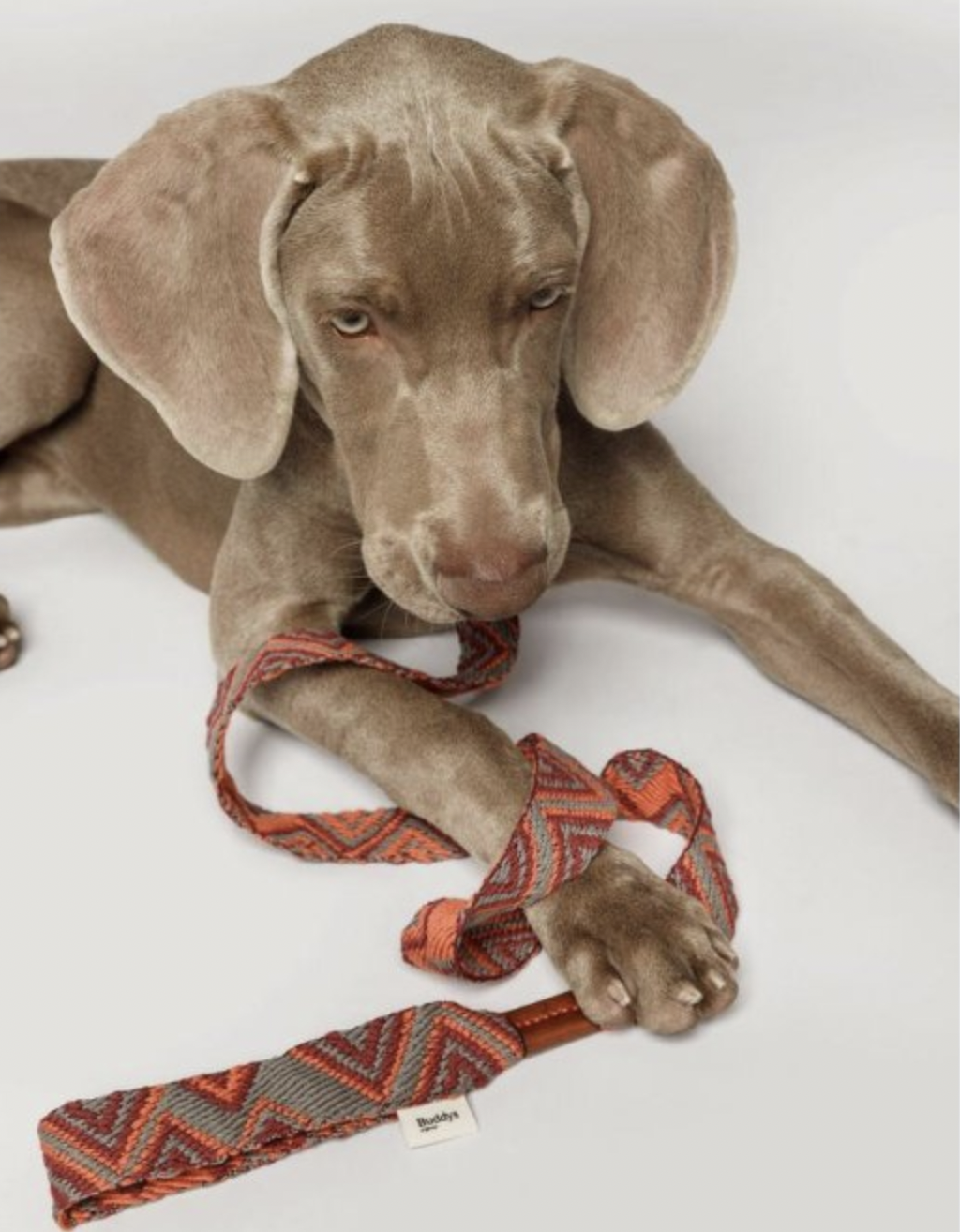 Vodítko pro psy Buddys Peruvian Pikes