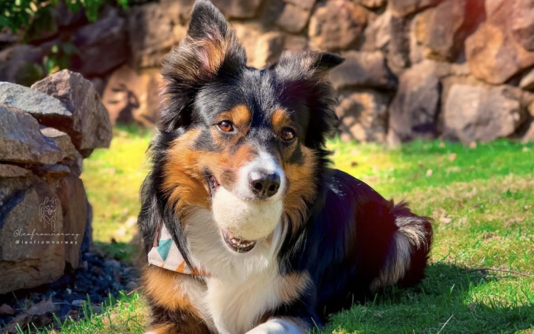 Hračka pro psy Wooliie, ručně vyráběný míč Čakra ze 100% vlny