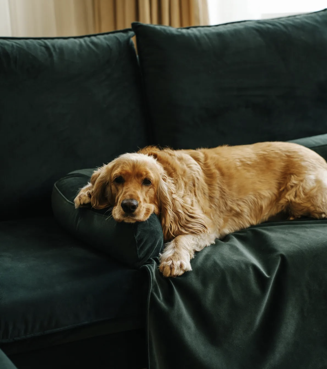 Pelíšek Lebeddie na pohovku Sofedo zelená