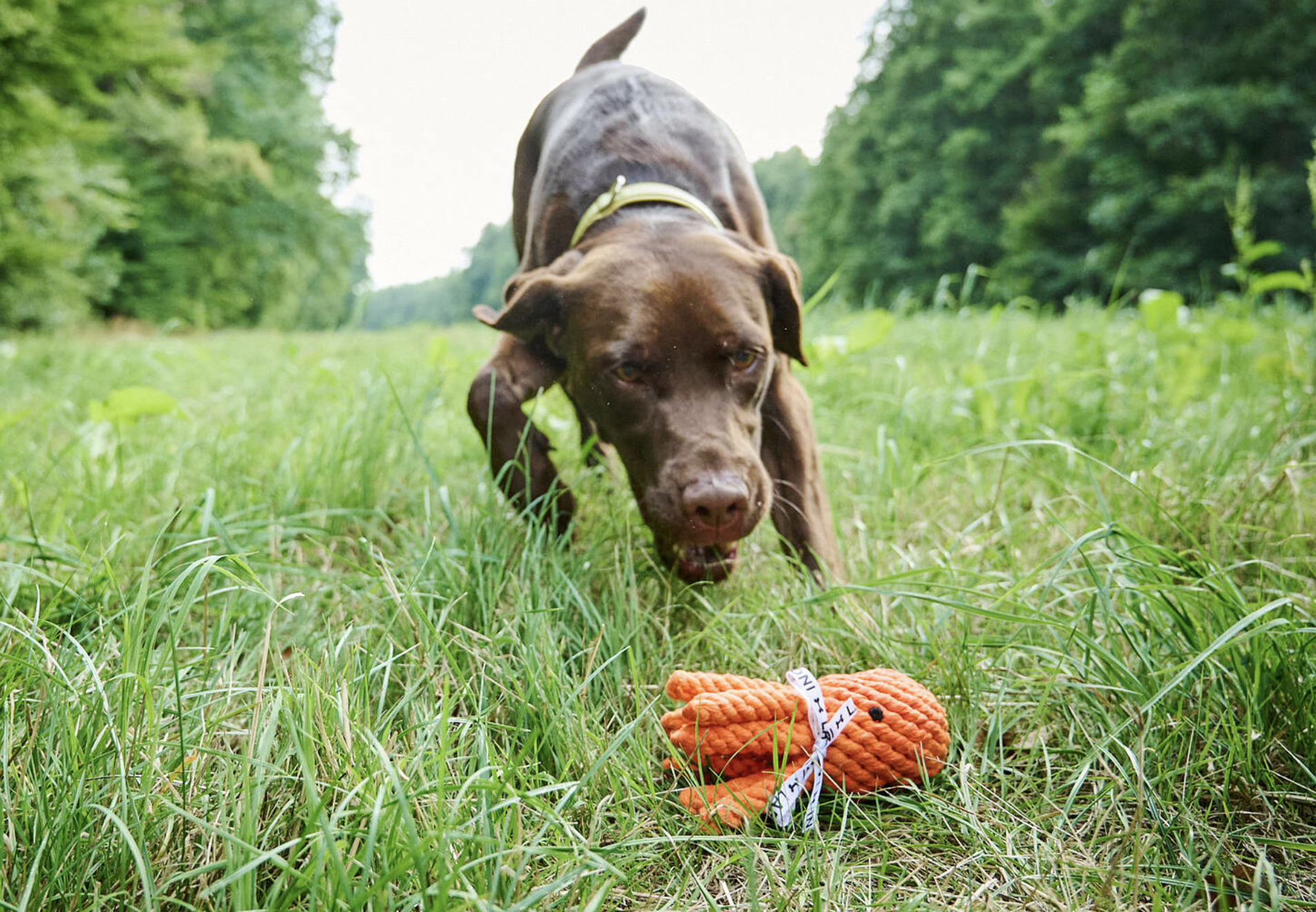 Hračka pro psy LABONI chobotnice oranžová