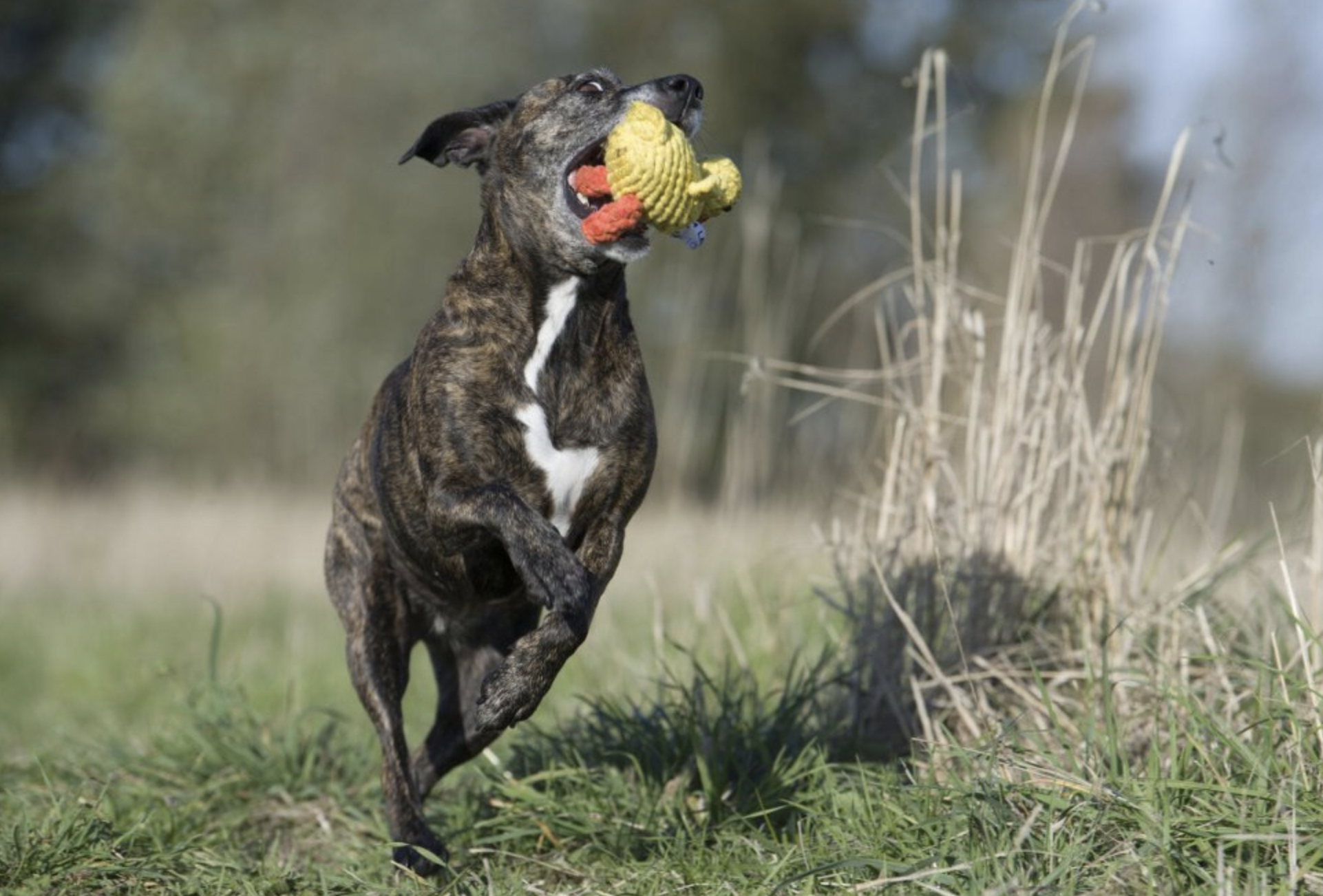 Hračka pro psy LABONI kachnička Emma