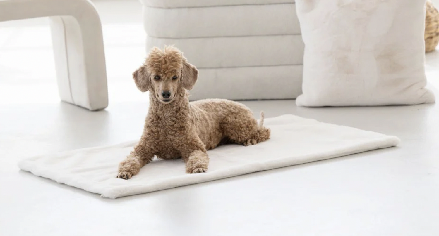 Deka pro psy krémová