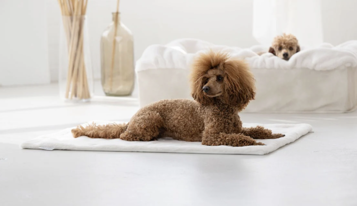 Deka pro psy krémová