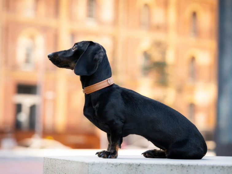 !!!Obojek Mini Klasik hnědá/zlaté kování