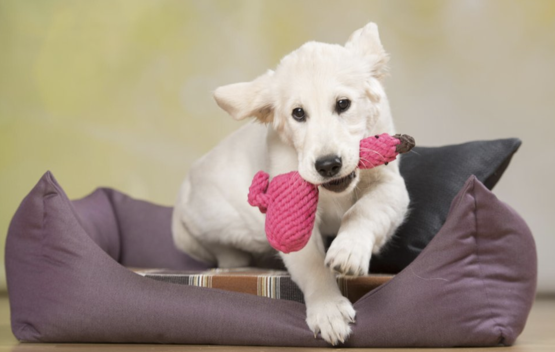 Hračka pro psy LABONI plameňák Franzi