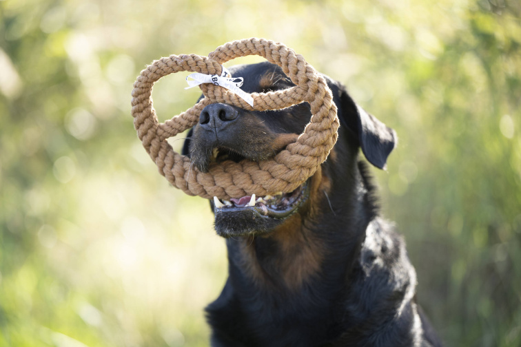 !!!Hračka pro psy LABONI preclík malý