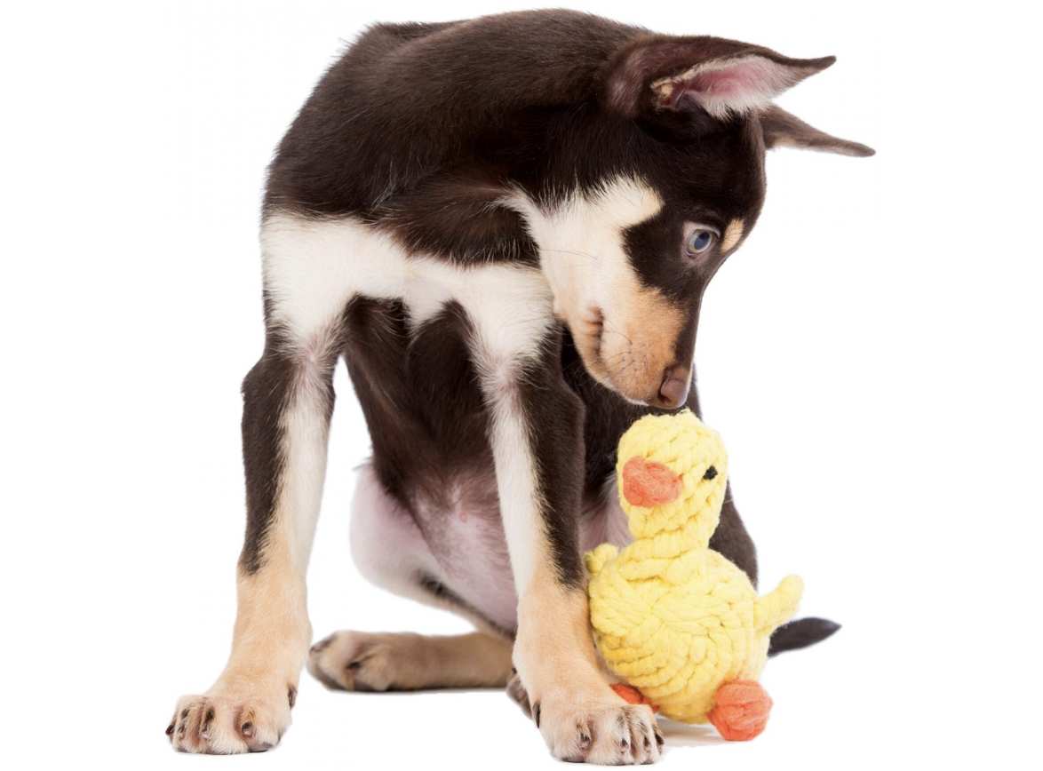 Hračka pro psy LABONI kachnička Emma