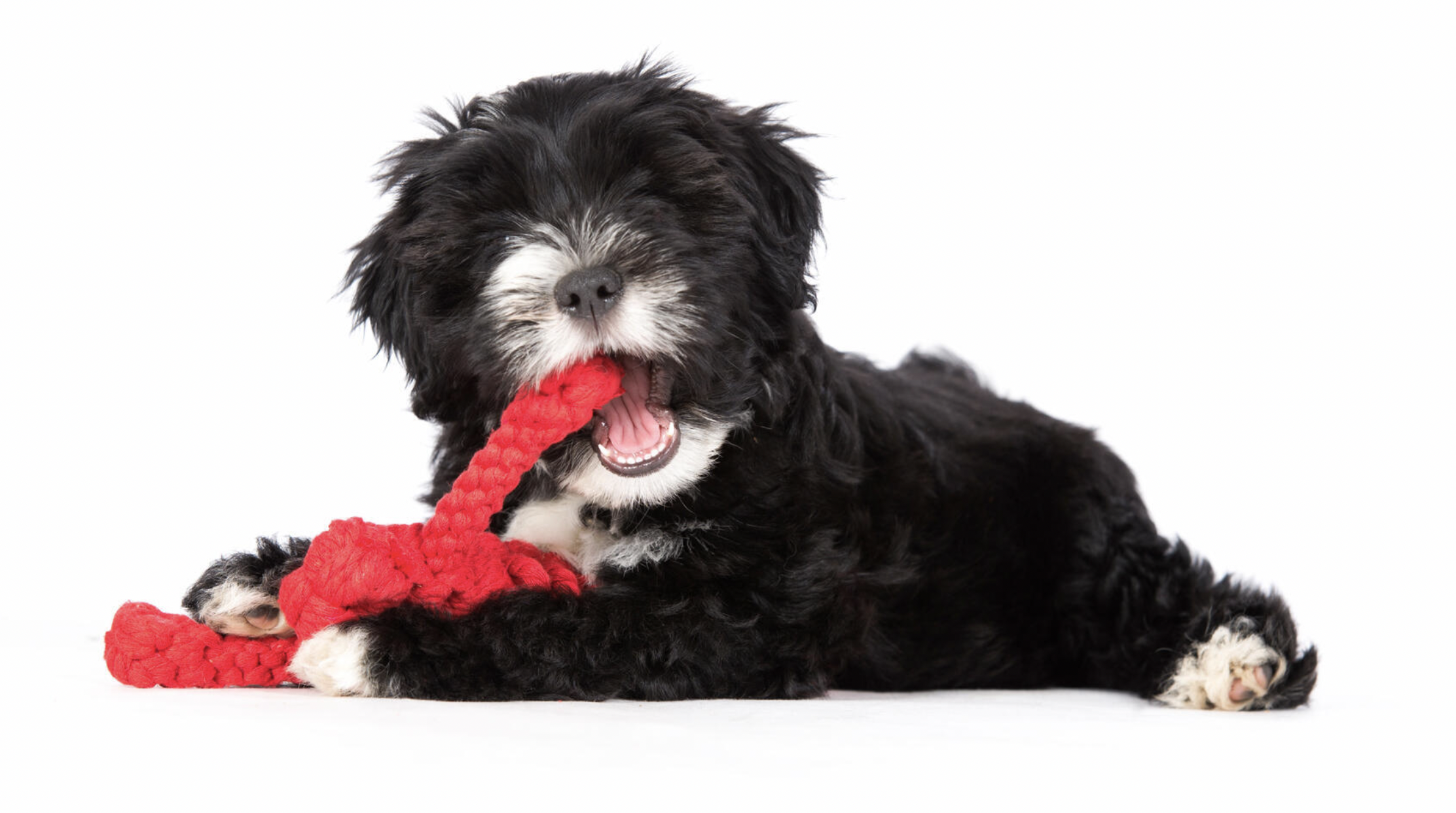 Hračka pro psy LABONI humr Hugo