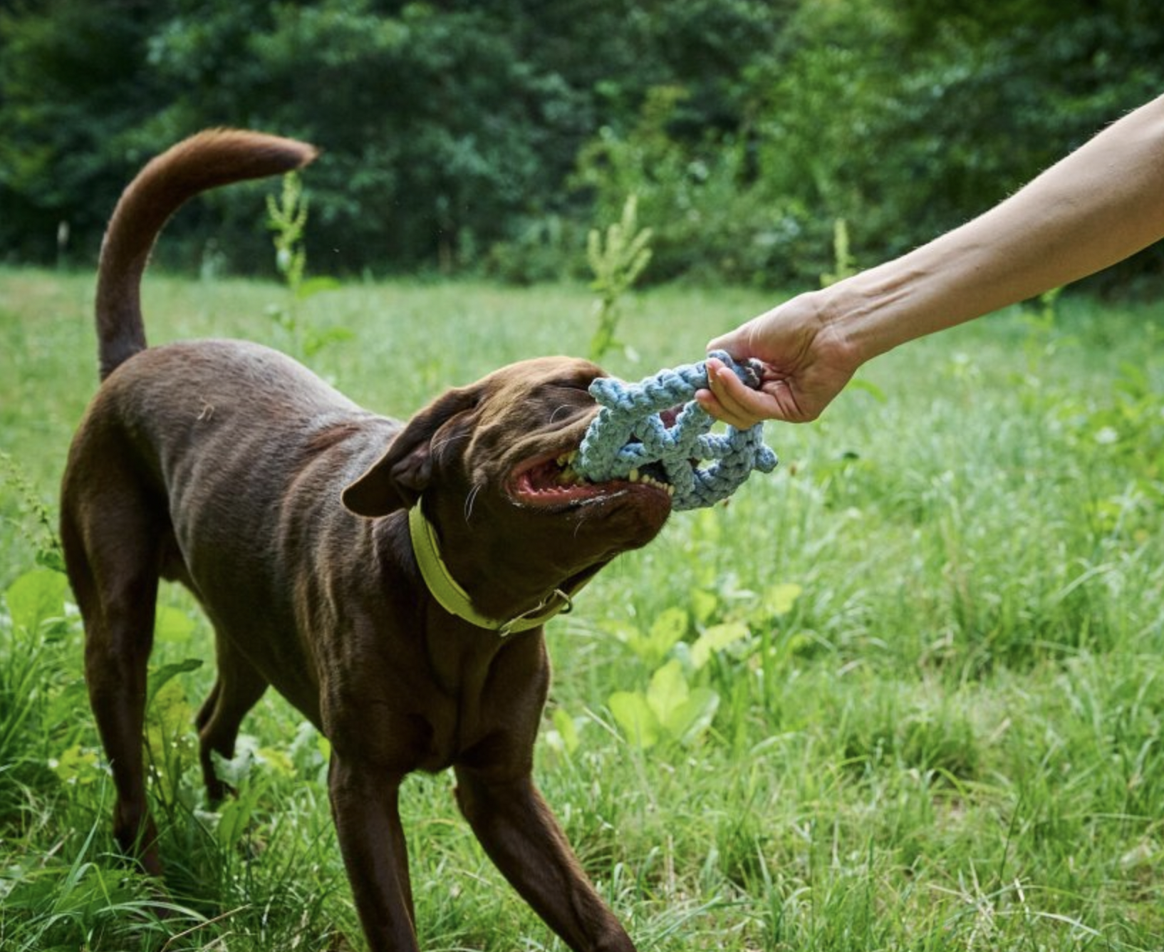Hračka pro psí kapitány LABONI