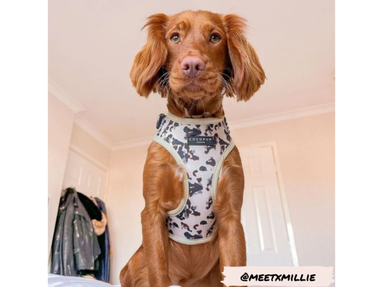 Nastavitelný postroj Ivory Tort