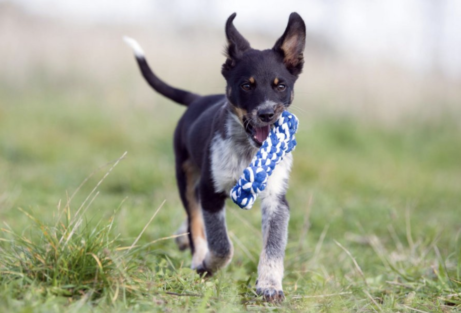 Hračka pro psy LABONI kost modrá