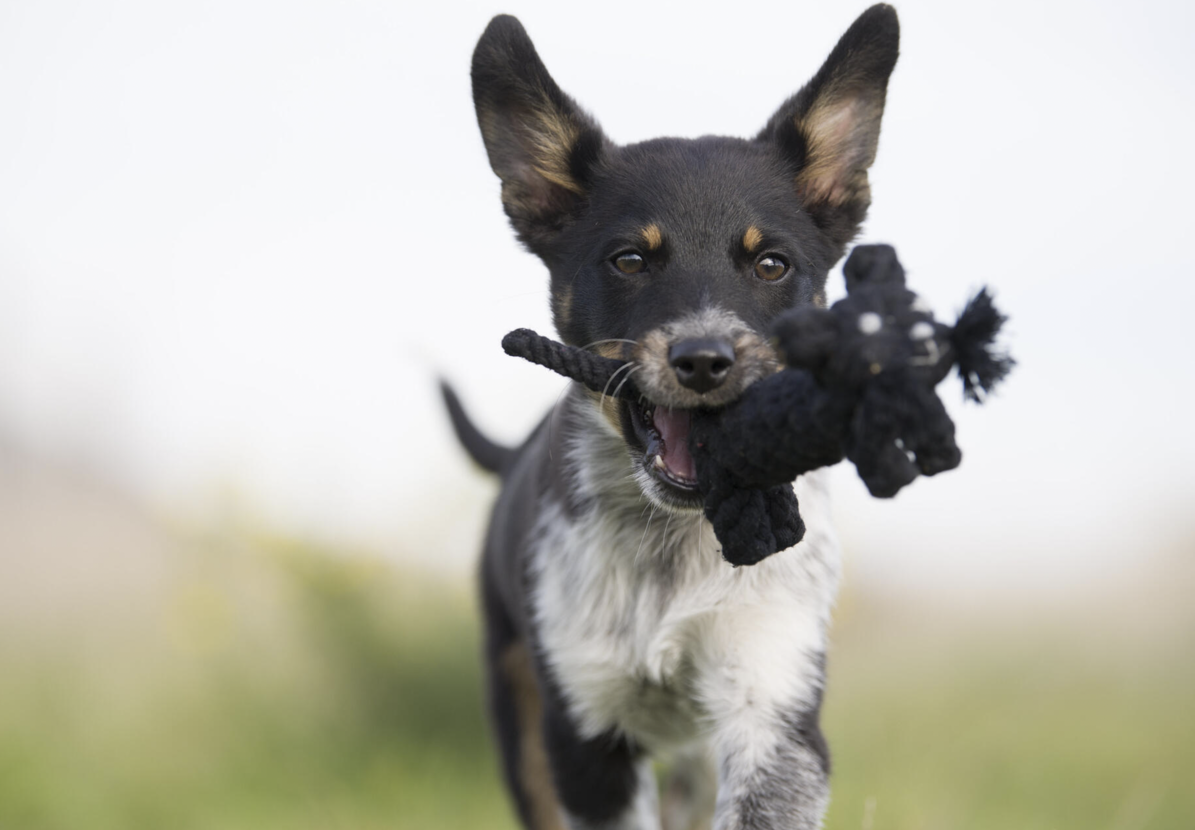 Hračka pro psy LABONI kocour Kasanova, černý