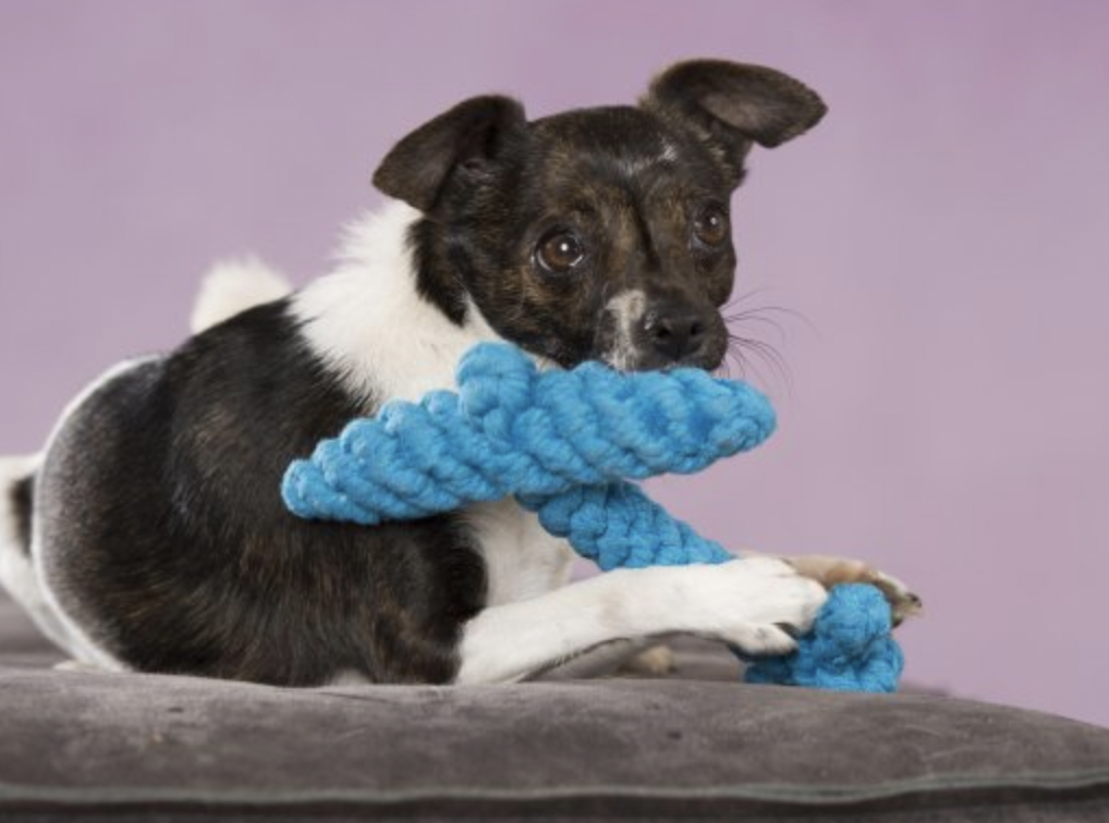 Hračka pro psy LABONI kotva modrá