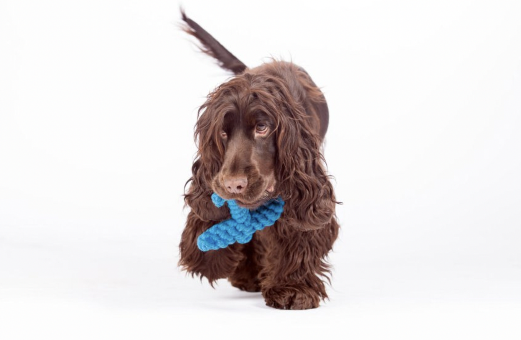 Hračka pro psy LABONI kotva modrá