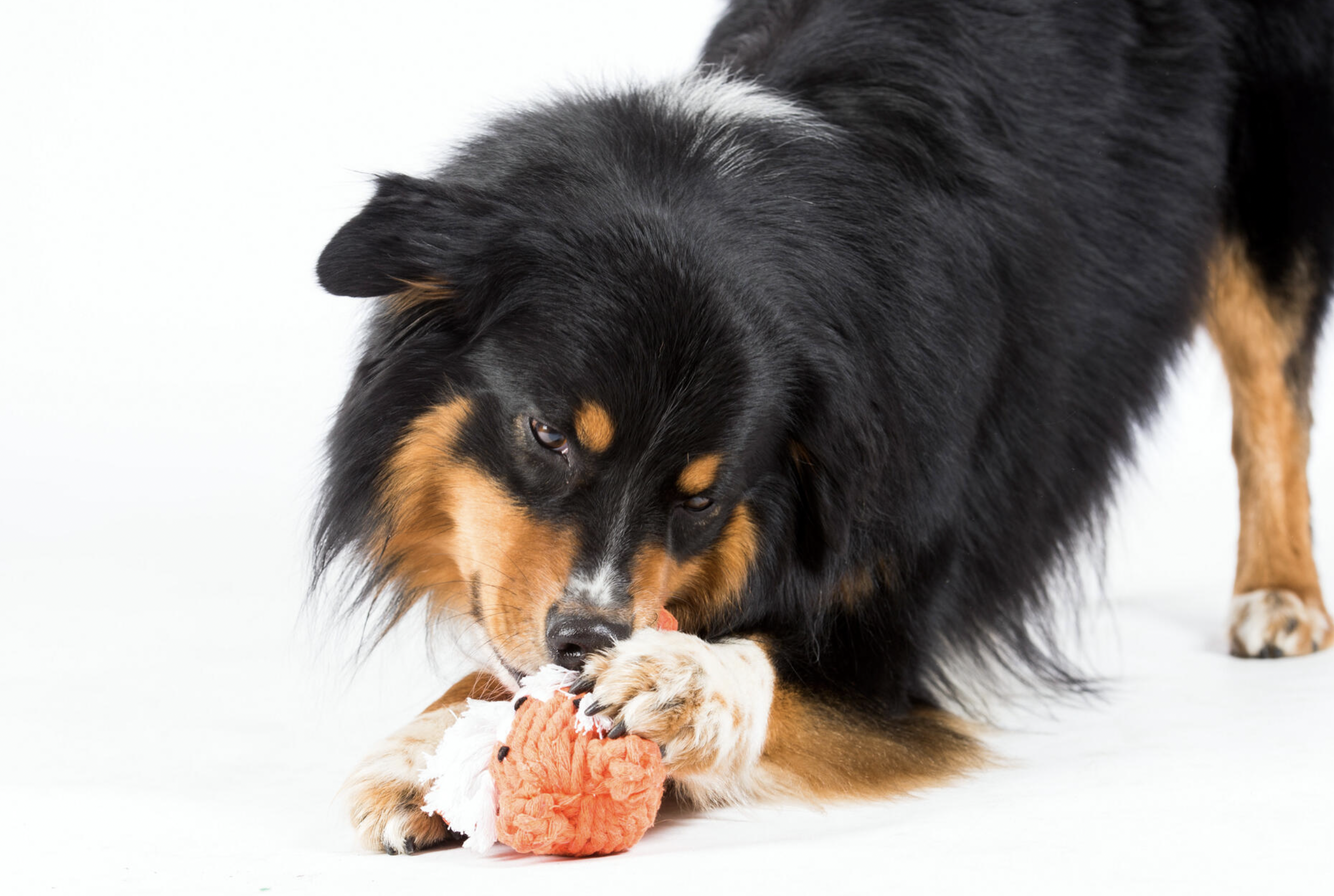 Hračka pro psy LABONI tygr Timothy