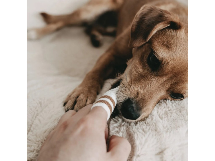 LILA LOVES IT Náprstek z mikrovlákna na čistění zubů