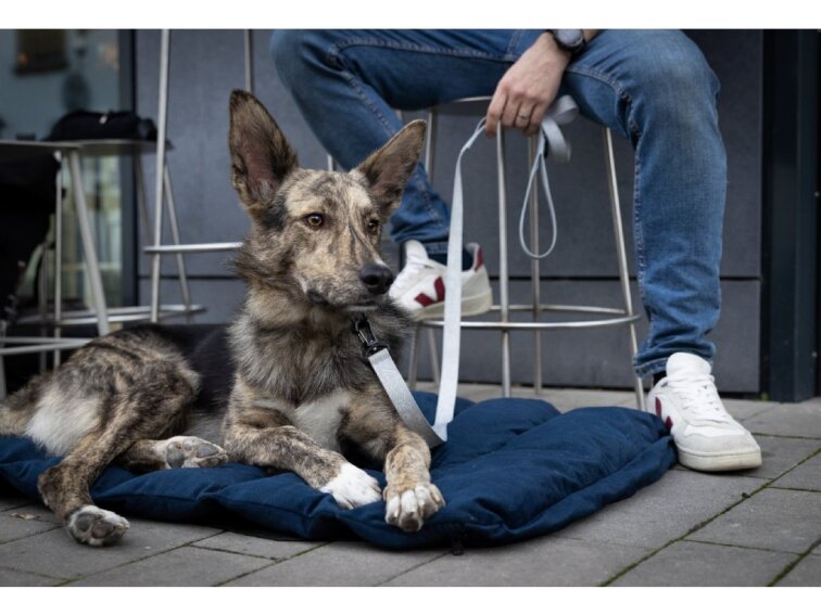 Cestovní pelíšek Lebeddie Mobedo modrá