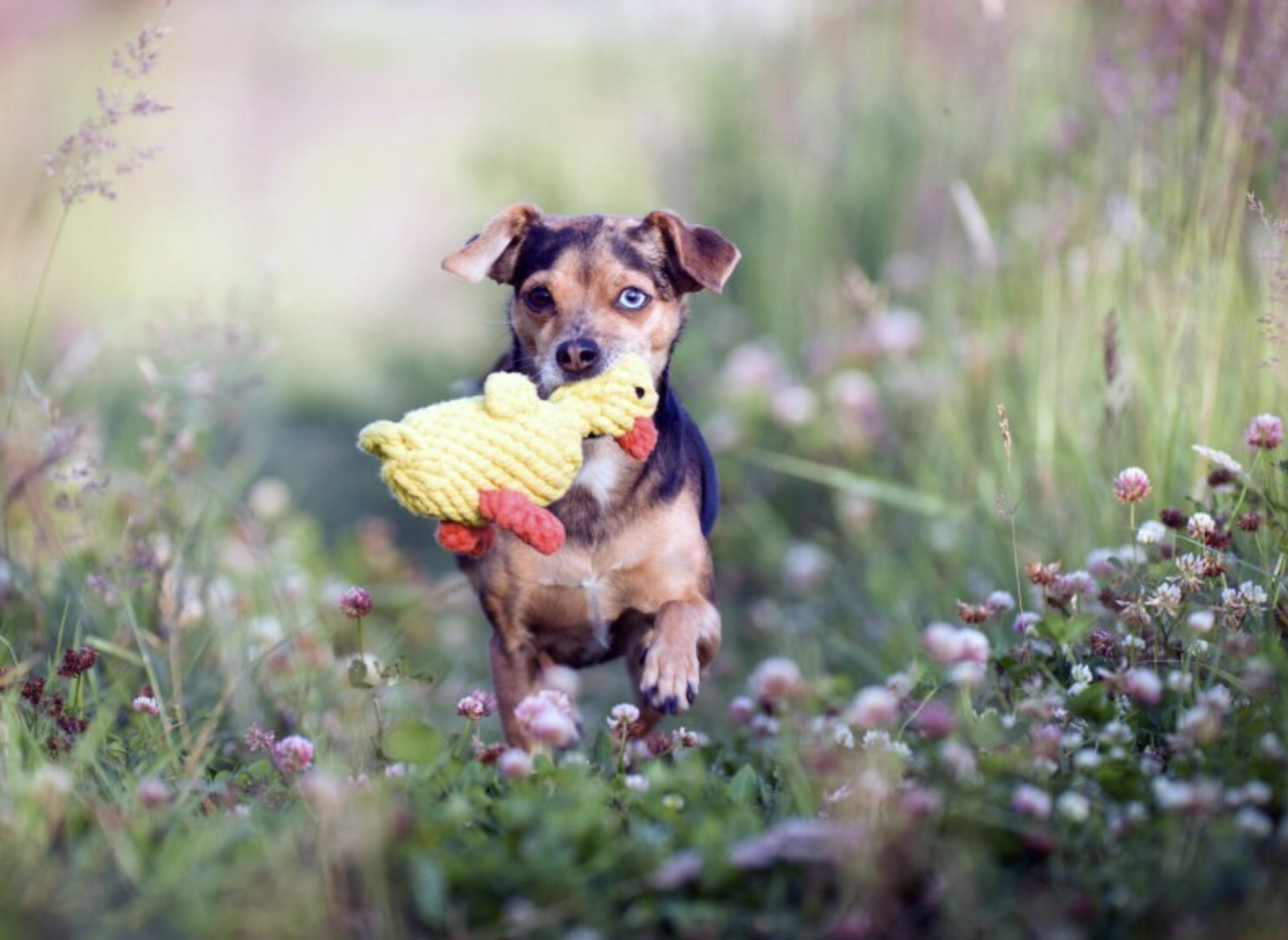 Hračka pro psy LABONI kachnička Emma