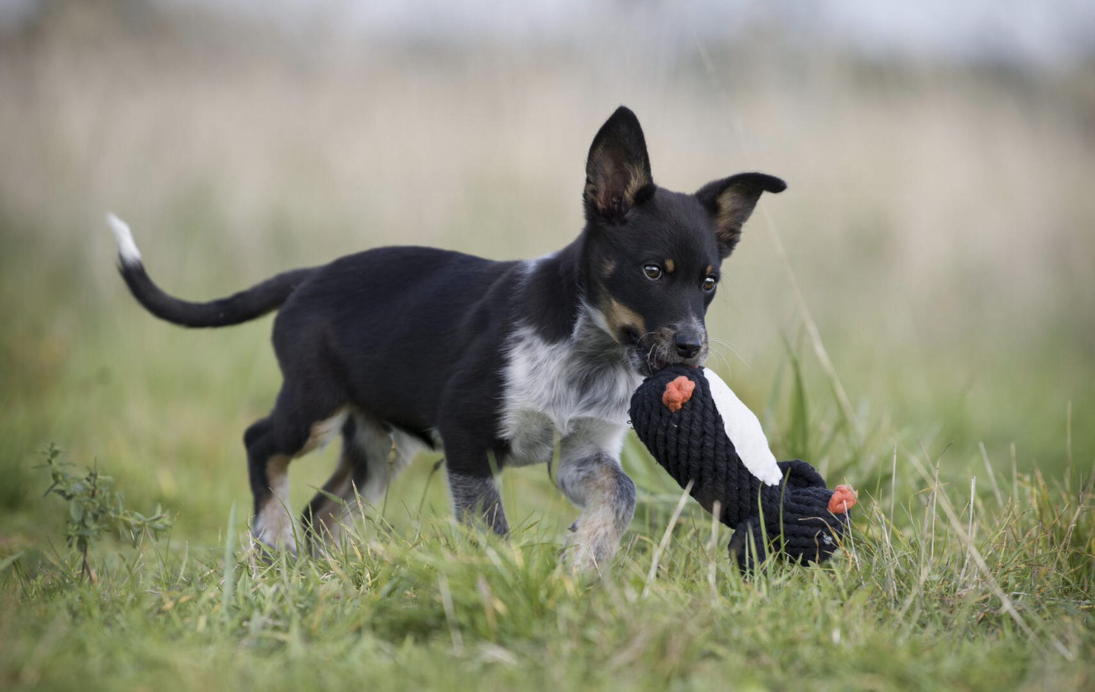 Hračka pro psy LABONI tučňák Poldi