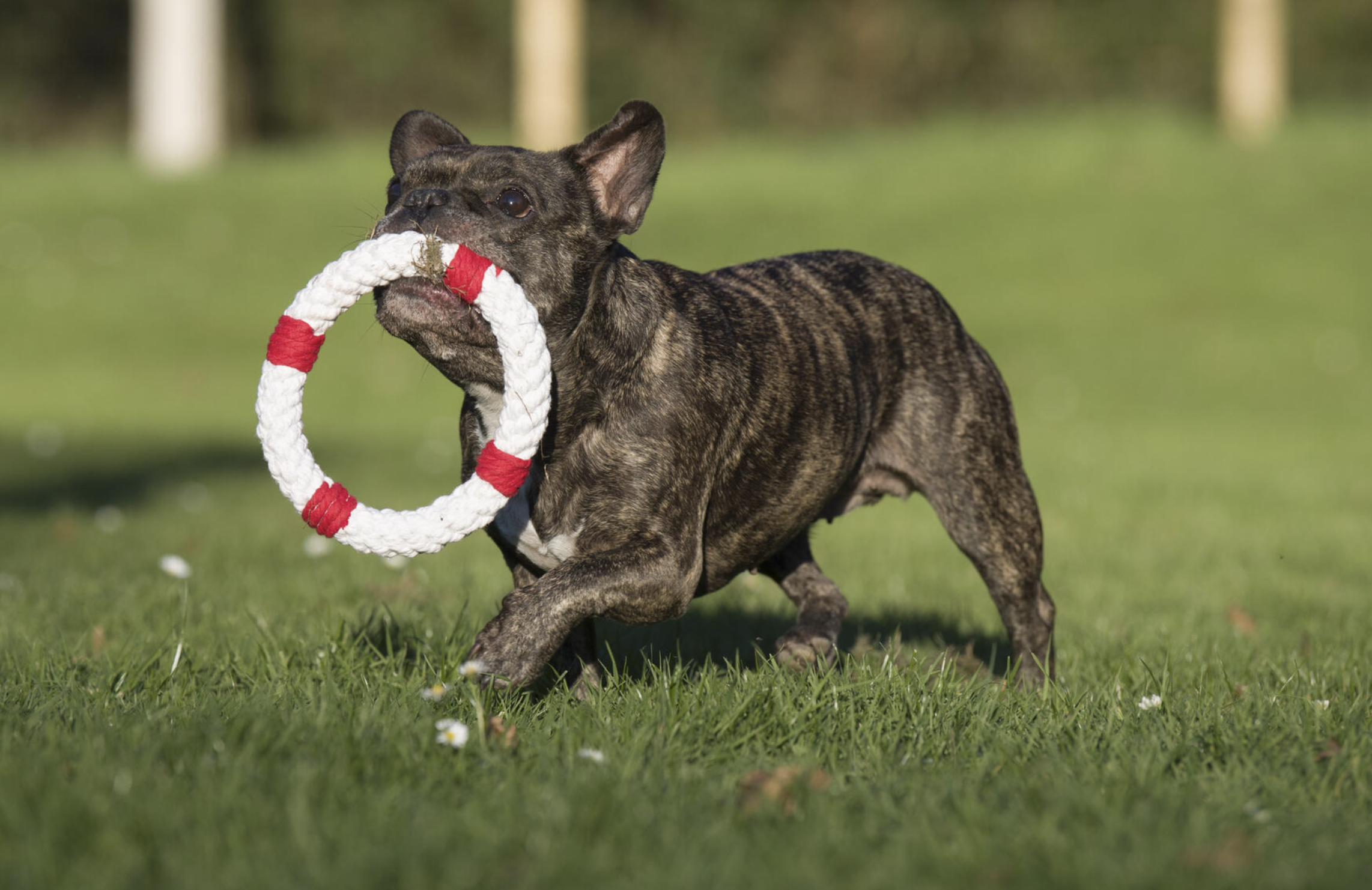Hračka pro psy LABONI záchranný kruh