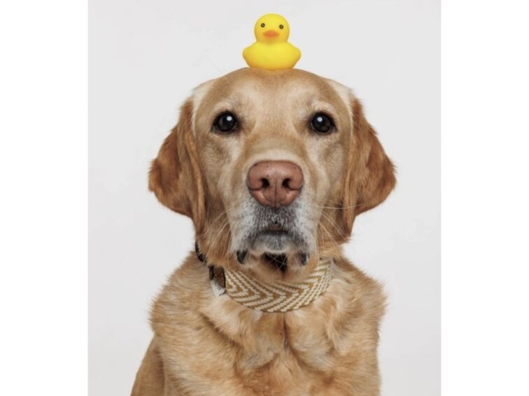 !!!Obojek Buddys Portixol žlutý