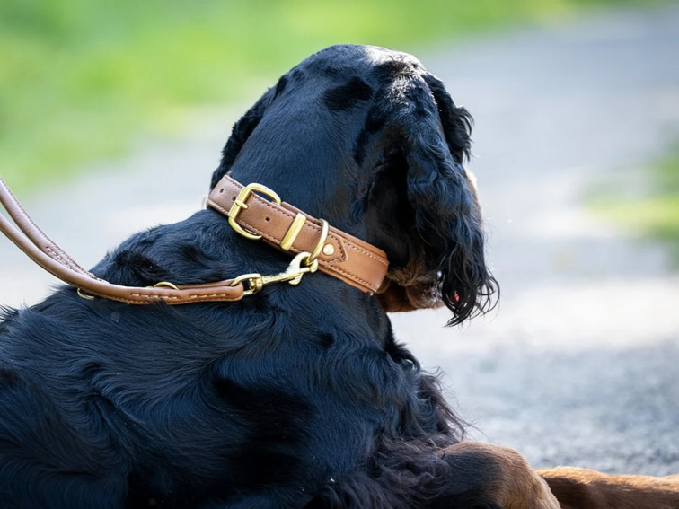 !!!Obojek Klasik koňak/zlaté kování