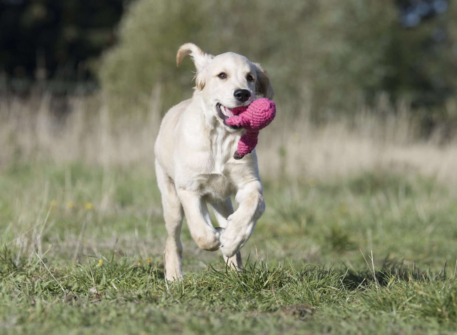 Hračka pro psy LABONI plameňák Franzi