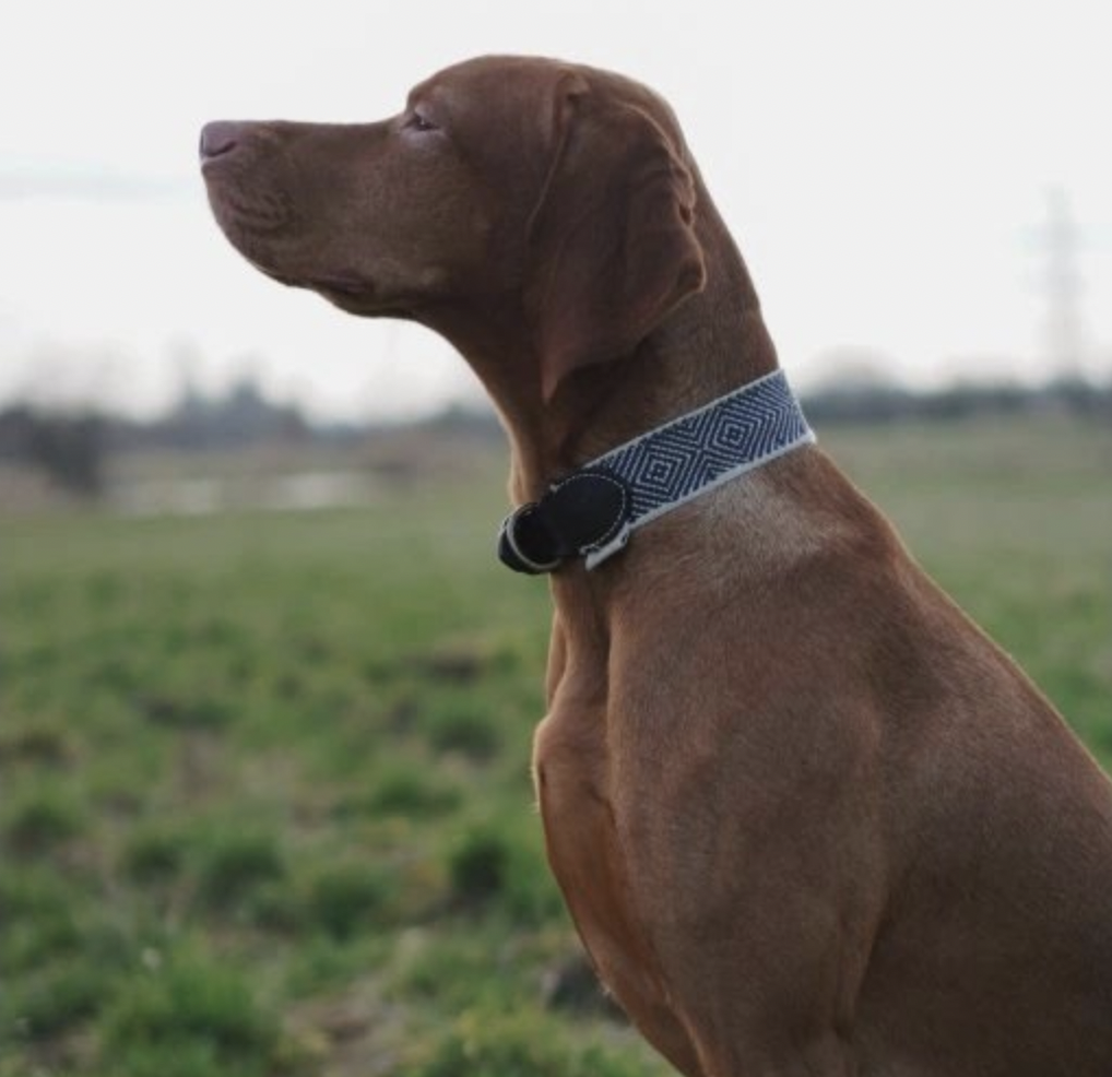 Obojek pro psy Buddys Capri černý