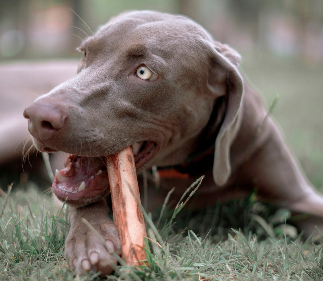 Kávovníkové dřevo pro psy