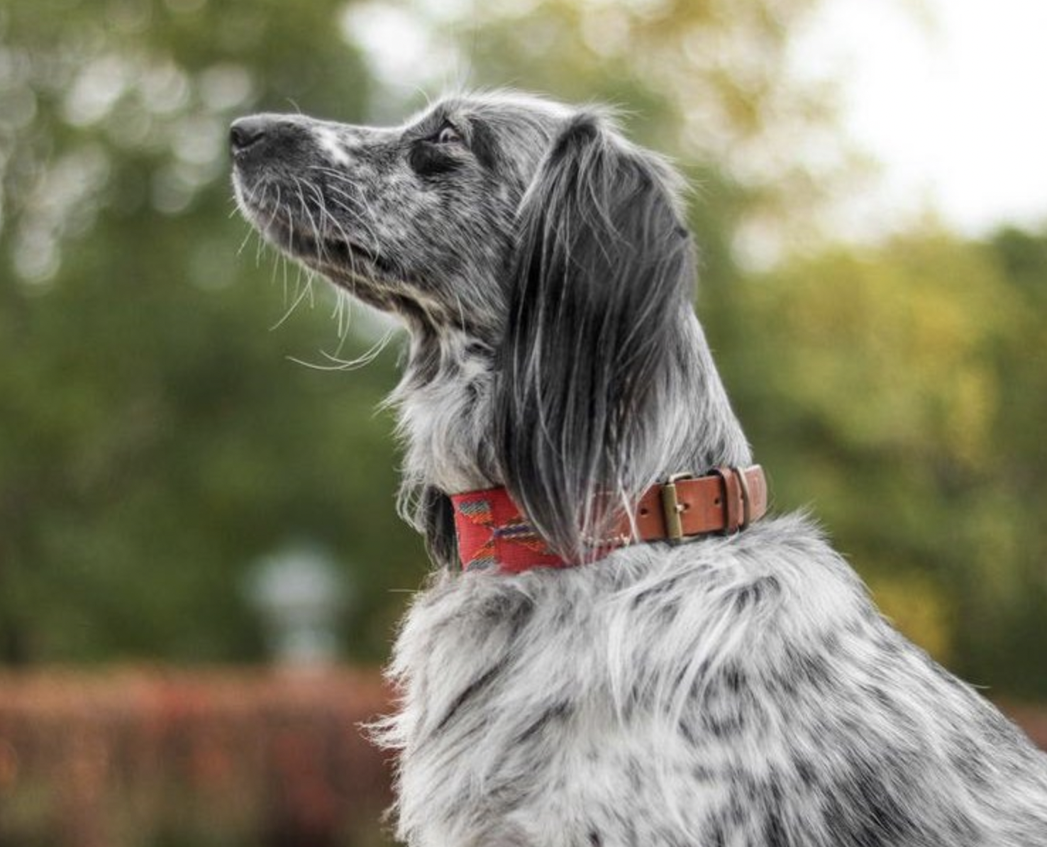Obojek pro psy Buddys Etna červený