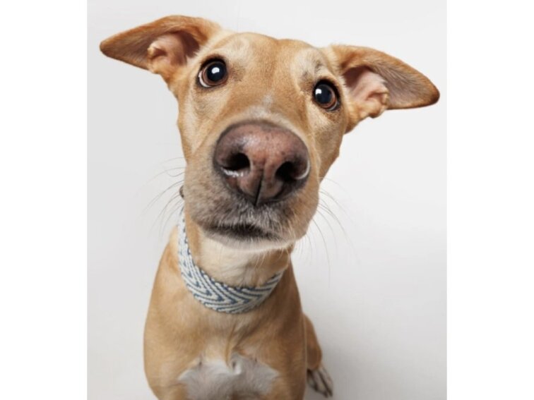 !!!Obojek Buddys Portixol modrý