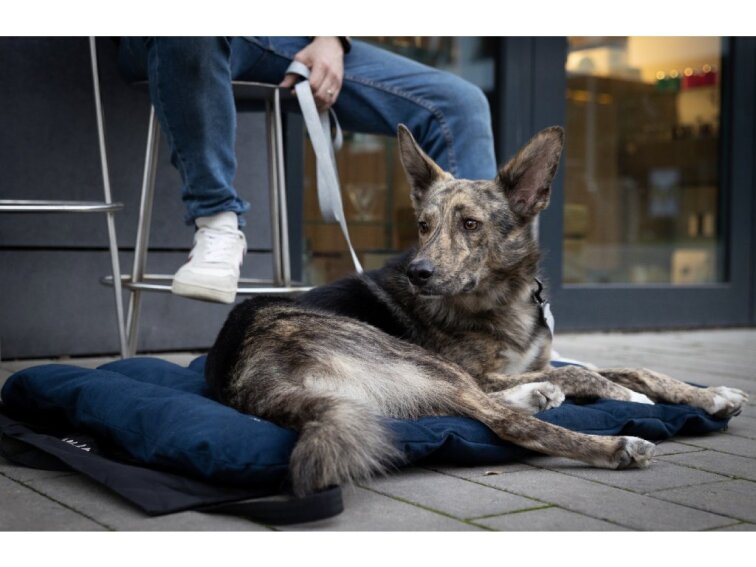 Cestovní pelíšek Lebeddie Mobedo modrá