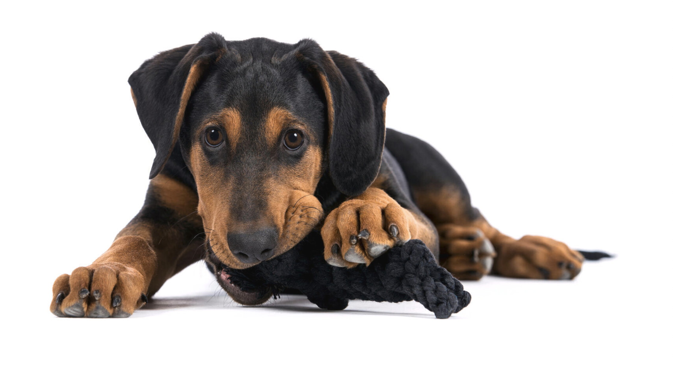 Hračka pro psy LABONI kocour Kasanova, černý