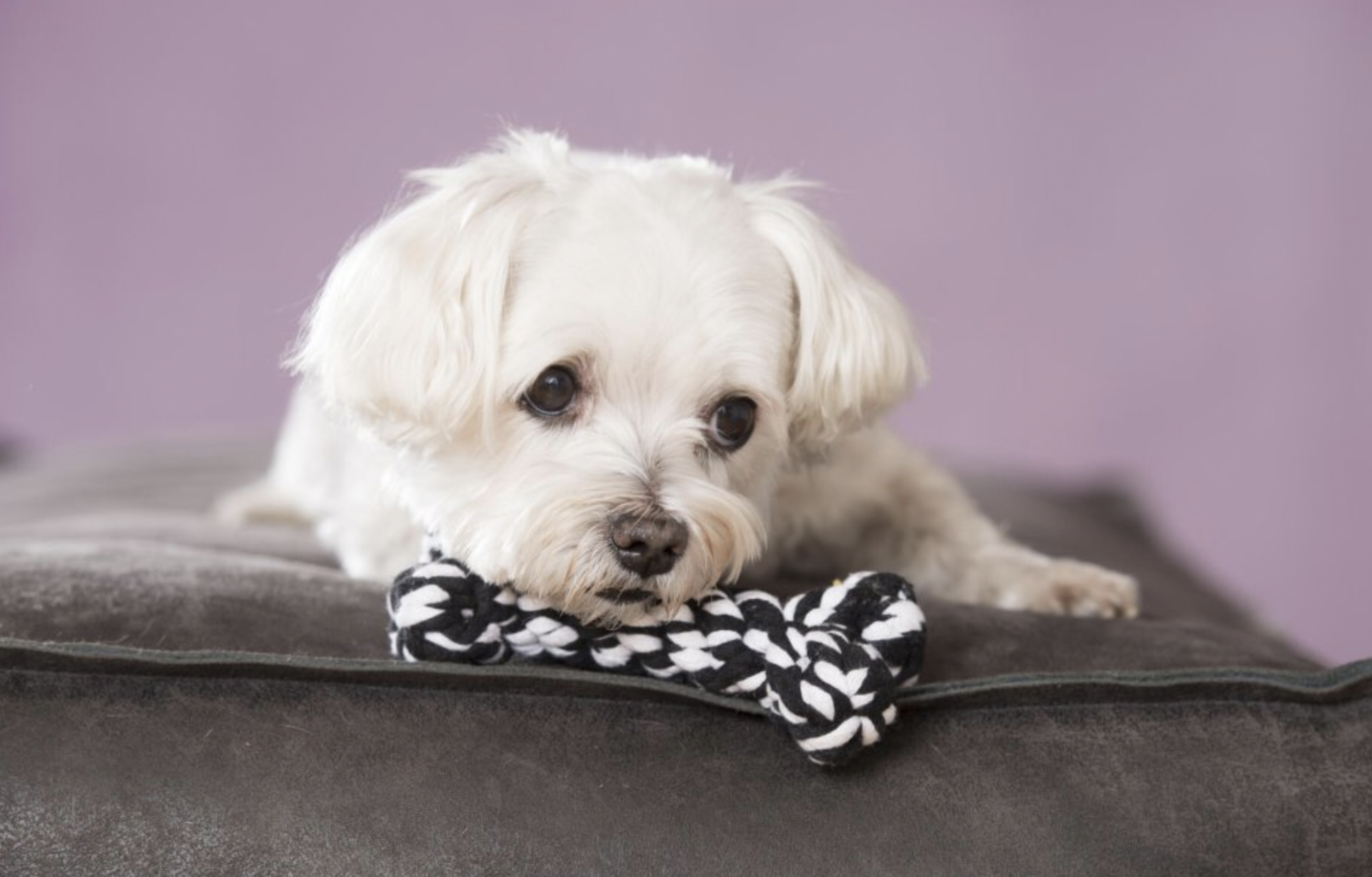 Hračka pro psy LABONI kost černá