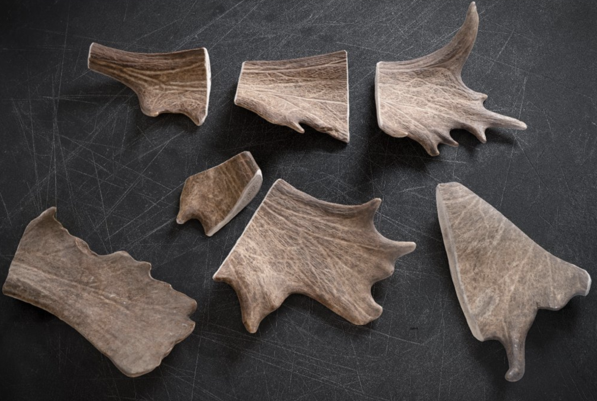 Dančí paroh pro psy